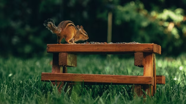 A Fun Guide to Squirrel Picnic Tables: Everything You Need to Know
